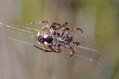 Agalenatea redii
